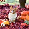 pnwpembrokewelshcorgis