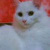user6860097013196