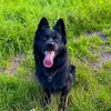 milow_the_gsd
