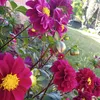 caripereyra.flores