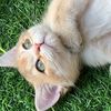 stylishcatq8