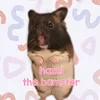 hazel.the.hampster
