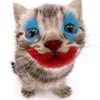 kittyvamm