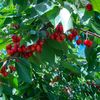 growingcherries2023
