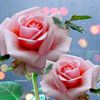 masuma.haque3