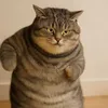 chonky_cat_dance