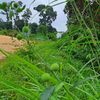 pejuang_receh557
