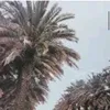 basrah_as