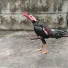 vaihoa7