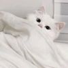 mmeoww3030