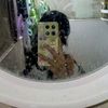 hsu.thet.nadi4