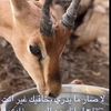bnt_aljazera69