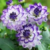 l.nhung115