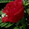 user246453066