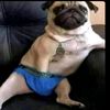 hardx_frog