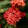 iraixora8401