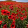 flowers.for.you.3