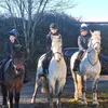 equinesasha