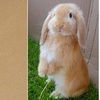 rabbit_hollandloop