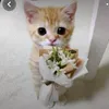 y_nhii1026