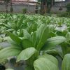 dukun_alam