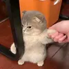 meomeoeo4