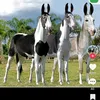 augustocardoso277