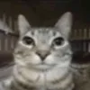 gnarpy_elliot