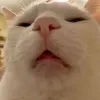 concuadithwng