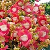 yunnu65