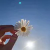queen___sh