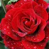 mohammadxxx915
