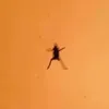 litterally_frogkuna_fr
