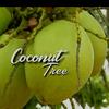 coconutree02