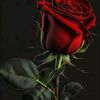user9859513160854anuel