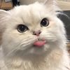 jpegkim_