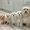 dogdog212121