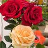 .malik.riaz7
