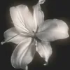 azalikaas