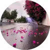 ayb685