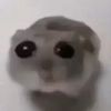 krazikiryt