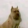 titandemetal0