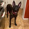 Bella Maligator