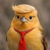 پیلا چوچا🐥🐣: لال ٹائی✌😎
