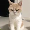 belly_ng