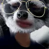 racoon.3000