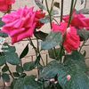 ilqar.elyazov
