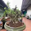 dohung7781