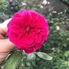 phngchi87