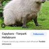 capybara1234567889999